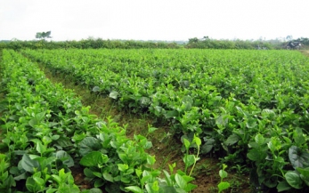 Vùng rau VietGAP La Hường – Đà Nẵng mỗi năm thu hoạch 800 triệu đồng/ha