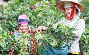 Cà phê bền vững và các chứng nhận giúp Doanh nghiệp vươn ra quốc tế