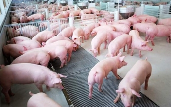 Quy trình chăn nuôi lợn theo tiêu chuẩn USDA