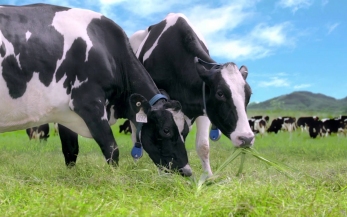 Tư vấn, chứng nhận VietGAP chăn nuôi bò sữa