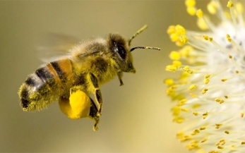 Tư vấn, chứng nhận VietGAP chăn nuôi ong mật
