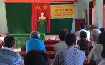 Chất Lượng Việt tư vấn vietGAP hành tím ở Bình Sơn, Quãng Ngãi